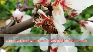 CASTELLANETA (TARANTO): LA PRIMAVERA DELLE MANDORLE