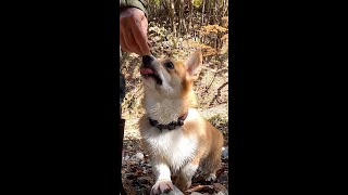 甘えてくるコーギー / Corgi who is spoiled #コーギー #corgi #サクラ