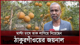 অবসরে এসে ঠাকুরগাঁওয়ের জয়নাল হলেন মাল্টার সফল চাষি | THAKURGAON MALTA | News | Desh TV