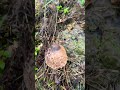 mushroom грибы Столько зонтов вы еще не видели это все одно место.