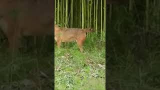 fayauro karako in nepal #shorts