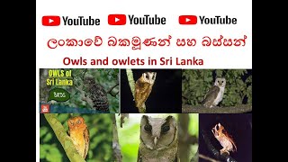 ලoකාවේ බකමූණන් සහ බස්සන් -Owls and owlets in Sri Lanka