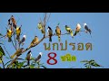 สารคดีนกปรอด 8 ชนิด ที่สำรวจพบในเขต อ.ภูสิงห์ จ.ศรีสะเกษ