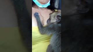 breastfeeding my monkey