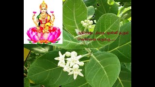 வெள்ளை எருக்கன் செடியில் இவ்வளவு நன்மைகளா??? / Benefits of Calotropis gigantea (crown flower)