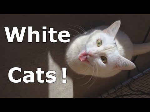 White Cats! --- CAT COMPILATION White Cats! --- CAT COMPILATION