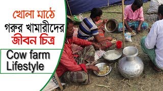 Krishi | কৃষি  গরুর খামারীদের জীবন চিত্র | খোলা মাঠে গরুর খামারীদের জীবন চিত্র | Cow Farm Life Style