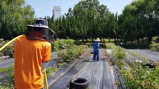 친환경농약 살포가 궁금하시면 이렇게 하십시다. 친환경농약으로 방제하는 전남대학교 장미정원