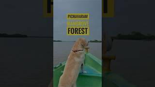 World’s 2nd Largest Mangrove Forest 🌳🏝️📍PICHAVARAM 🌳Where roots meet  water ❤️🐾