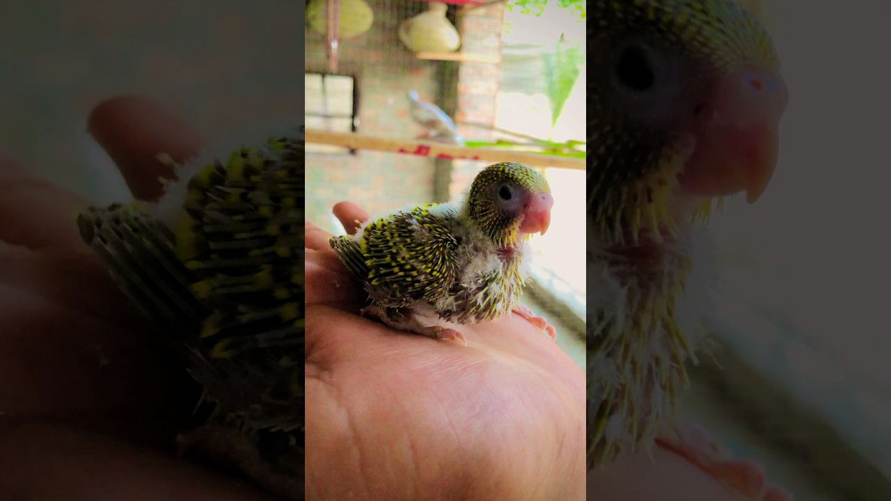 Beautiful Australian Chick рџђ Youtube