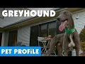Greyhound Pet Profile Bondi Vet