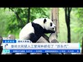 正点财经 秦岭大熊猫人工繁育种群有了“新生代” cctv财经