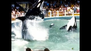 Miami Seaquarium Orcas vintage 1970s footage