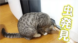 猫が虫を見つけるとすぐに食べてしまう　- the cat eats the bug directly she finds it -