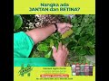 Nangka ada JANTAN dan BETINA??  | Tips Hanani Agro Farm