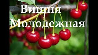 Сорт вишни Молодежная