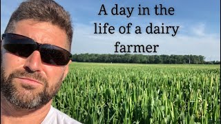 Feeding Milk cows, Dry Cows, and Bred Heifers in 95 Degree Heat