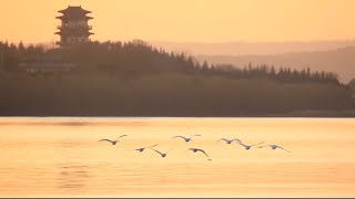 GLOBALink | White swans flock to Sanmenxia Yellow River Wetland for wintering