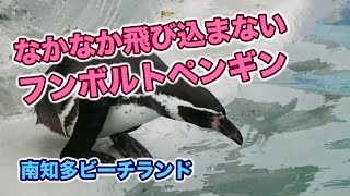 なかなか飛び込まないフンボルトペンギン　南知多ビーチランド