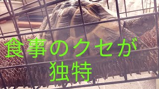 リクガメ（ヘルマンリクガメ）リクガメ 食事風景 ～ 食事 のクセはいつも独特 ベランダ 放し飼い【2020 tortoise 13】