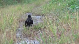 Q0011　Oita River　Rainy Day　Gyoza for the first time in a while　BIBI and KASHIKO (Wild Carrion Crow)