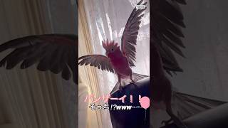 ヒコーキやってくれるかな…って、そっちー！？wちゃーちゃん23歳🍑🕊 #喋る鳥 #小鳥のいる生活 #可愛い小鳥 #ピンクの鳥