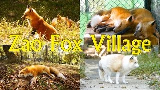 【宮城・白石】蔵王キツネ村 -Zao Fox Village- ② 子ギツネ育成舎【Oct 27, 2015】