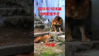 百獣の王ライオンの凄まじい力#shorts