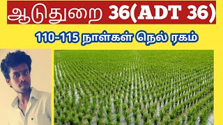 ஆடுதுறை 36 [ADT 36]|Tamil|LIfe is line|