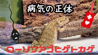 病気の正体を報告します【ローソンアゴヒゲトカゲ】