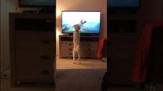 Watch This Adorable Goldendoodle Dog React to His Favorite Movie. #goldendoodle #viral #shorts