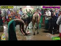 sarguru tv 21 11 24 வியாழக்கிழமை கோமாதா பூஜை gomatha poojai youtubevideo shortsvideo video