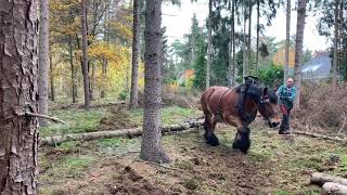 Boomslepen  met trekpaarden . De Boomsleper sleept met dubbele ketting stammen uit