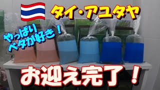 【ベタ飼育397】今回のチャトチャでの目的は達成しました！ お迎えした可愛いベタ6匹をかる～く、ご紹介します！（2023-Feb-18）