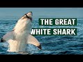 The Hidden World of Great White Sharks | Apex Predator Documentary