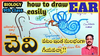 HOW TO DRAW HUMAN EAR EASILY||మానవుని చెవి పటం సులభంగా ఎలా గీయాలి|| 9th class biology||APSCERT|NCERT