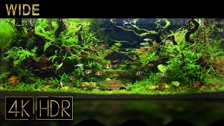 [Wide] Aquascape • Fixed 3hours 4K HDR 60fps • Water sound | Subspace of the forest