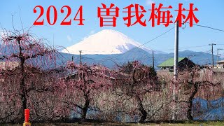 2024曽我梅林　～小田原梅まつりとハイキング