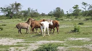 বনৰীয়া ঘোঁৰাৰ এটি সুন্দৰ দৃশ্য