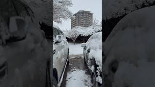 #snowstorm #snowfall #snowdays #winter #kurdistan #letitsnow