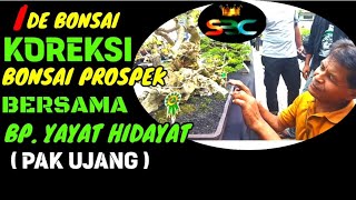 KOREKSI BONSAI PROSPEK BERSAMA BAPAK YAYAT HIDAYAT PAK UJANG PAMERAN BONSAI SAMARINDA || IDE BONSAI