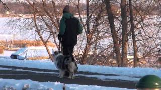 Archie (Australian Shepherd) Boot Camp Dog Training demonstration
