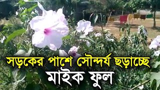 সড়কের পাশে সৌন্দর্য ছড়াচ্ছে মাইক ফুল | RisingBD