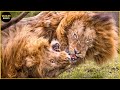 Danger! 45 Epic Moment Male Lion Fight For Territory To Dea.th