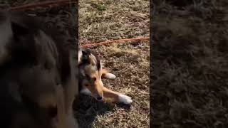 【雪解け公園全力疾走】 #sheltie #エソラ #シェルティ #シェットランドシープドッグ #牧羊犬 #dog #cute #doglover #犬 #animal