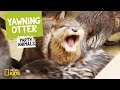 Yawning Otter feat. Parry Gripp (Music Video) | Party Animals