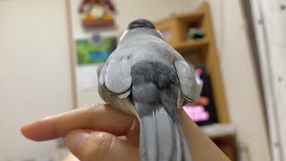 警戒心が行方不明の文鳥  あずき　Java sparrow