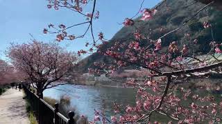 三分咲きの桜（Thirty percent cherry blossoms）