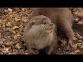 Animal Park - Otter Love | Safari Park Documentary | Natural History Channel