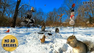 10 Hours - No Ad Breaks | Cat & Dog TV | Cardinals, Blue Jays & Squirrels in the Snow 🌨️❄️